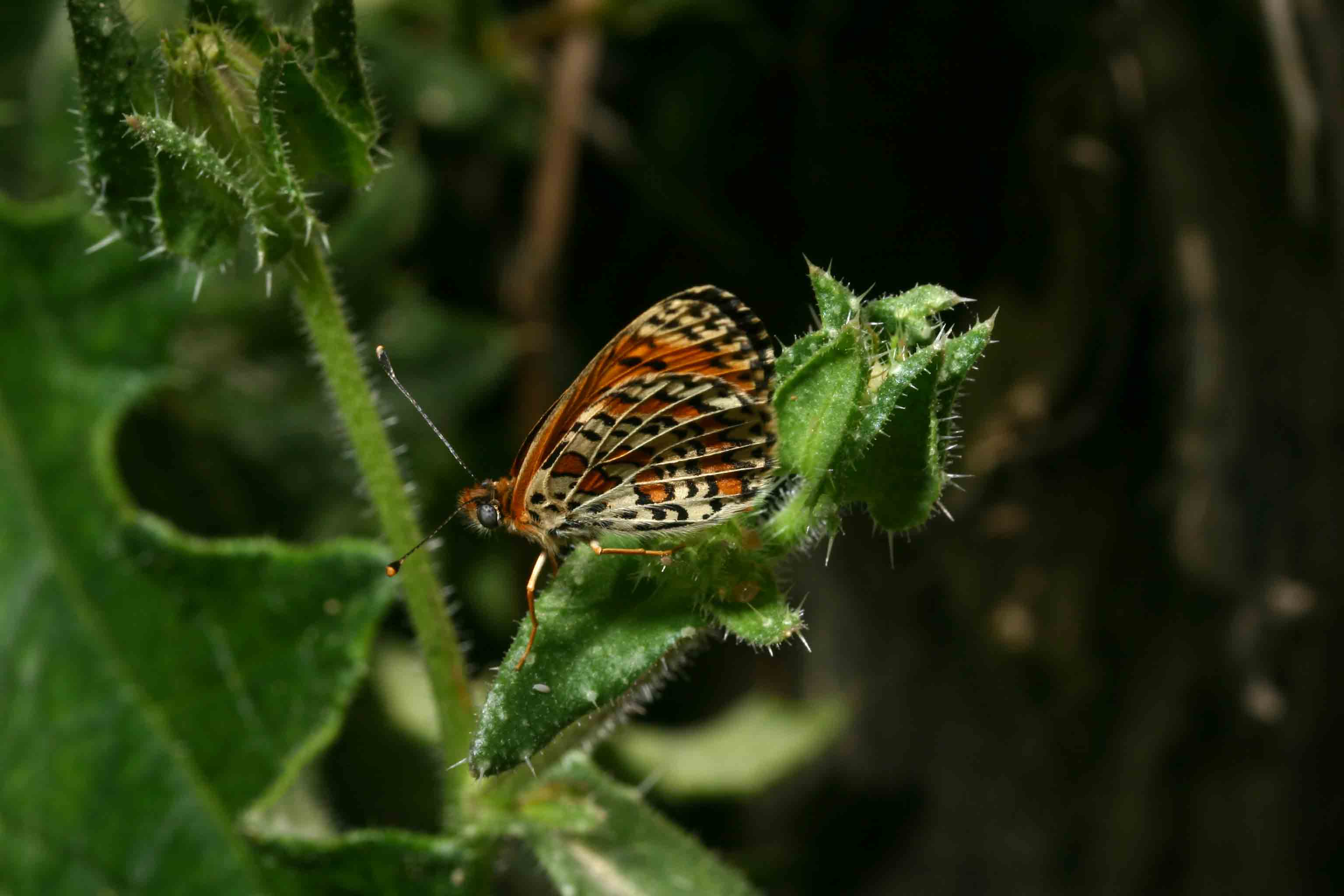 Melitaea trivia